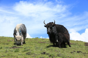 Yak tibetani