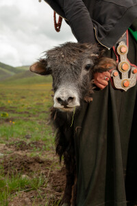 Piccolo di yak con una donna tibetana